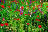 poppy_plus-6.jpg