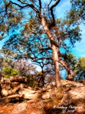 ParkTree2a.jpg