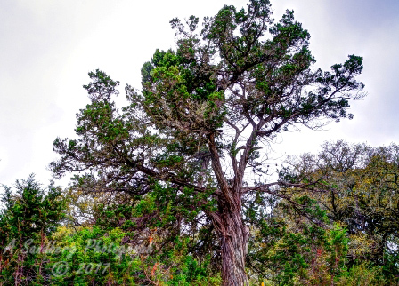 17trees17.jpg