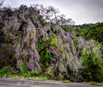19trees17.jpg