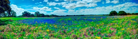01flowers17.jpg