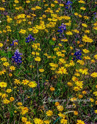 102flowers17.jpg