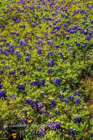104flowers17.jpg