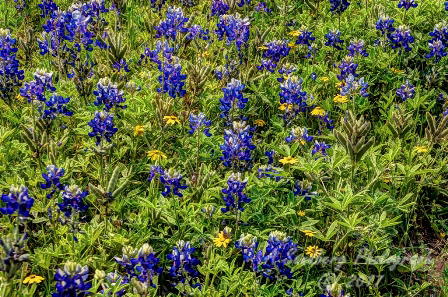 106flowers17.jpg
