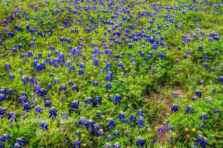 107flowers17.jpg