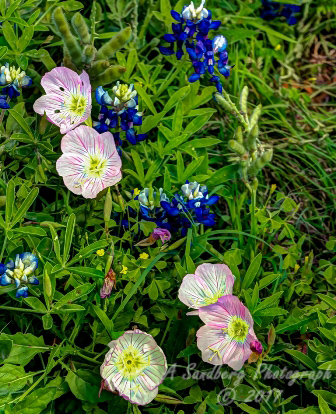 114flowers17.jpg