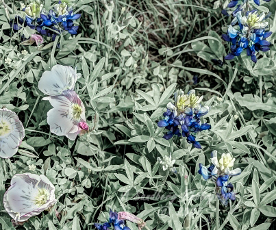 115flowers17.jpg