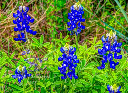 26flowers17.jpg