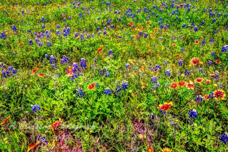 50flowers17.jpg