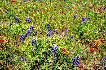 51flowers17.jpg