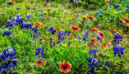 89flowers17.jpg