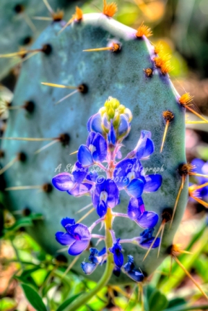 01flower18.jpg