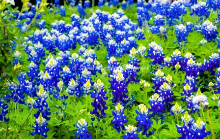 20flower18.jpg