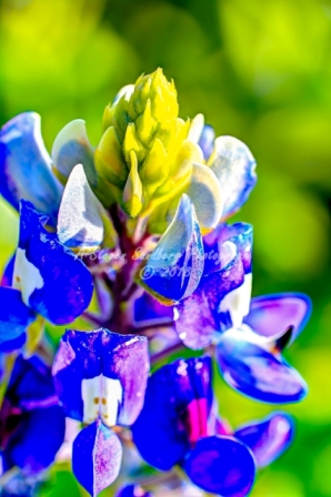 27flower18.jpg