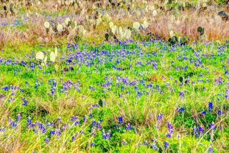 40flower18.jpg