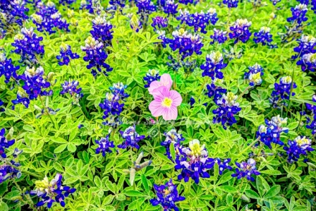 46flower18.jpg