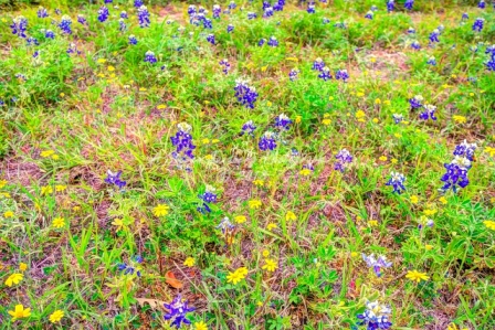52flower18.jpg