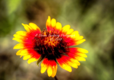 54flower18.jpg