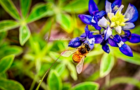 74flower18.jpg