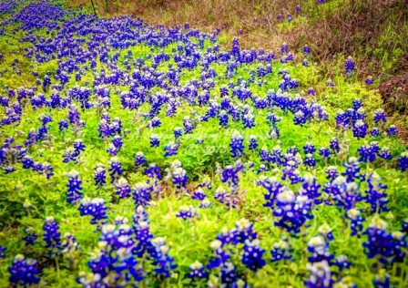 79flower18.jpg