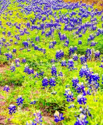 80flower18.jpg