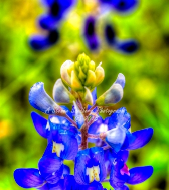 84flower18.jpg