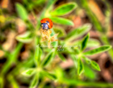 89flower18.jpg