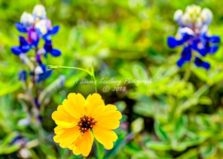 91flower18.jpg