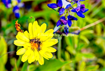93flower18.jpg
