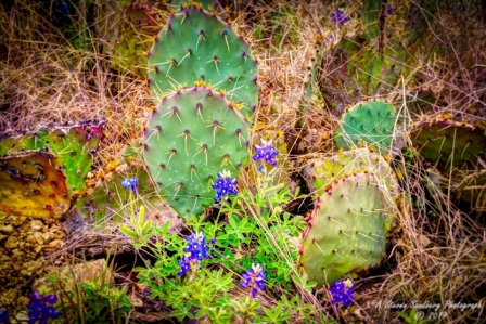 07TX0319.jpg