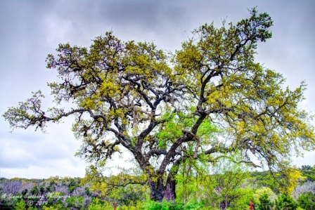 17TX0319.jpg