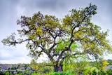 17TX0319.jpg