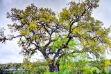 18TX0319.jpg