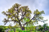 19TX0319.jpg