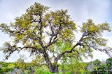 20TX0319.jpg