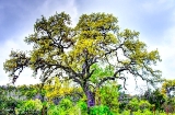 21TX0319.jpg