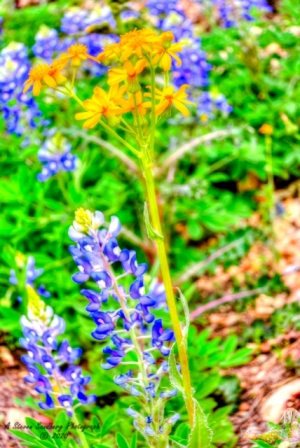 DSC_7249.jpg