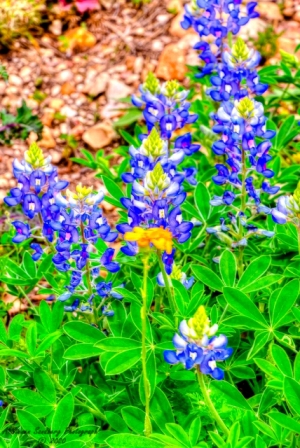 DSC_7250.jpg